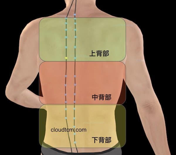 依照膀胱經背俞穴，區分背部疼痛上中下位置