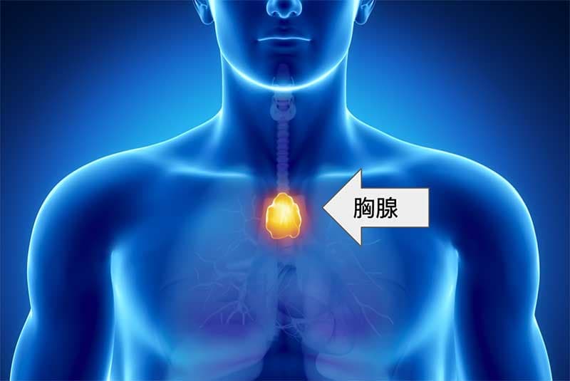 人體最強大的免疫細胞由胸腺產生