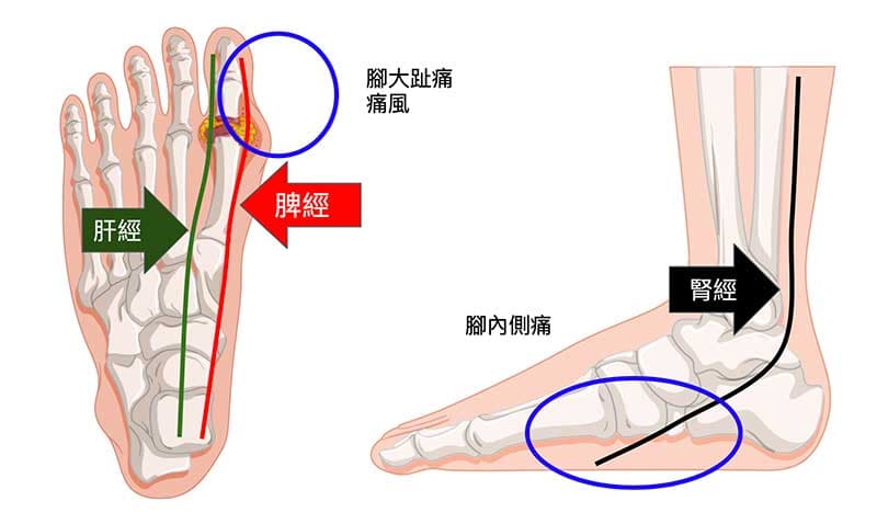 肝經、脾經與腎經，通往腳內側與大腳趾部位