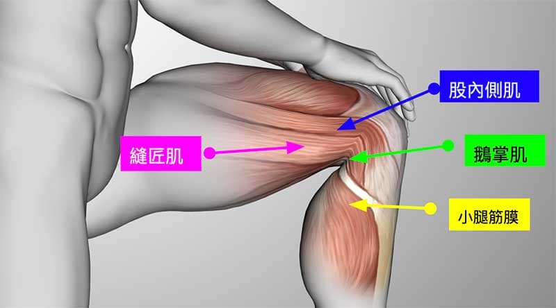 膝蓋內側痛，通常是上下游肌肉太緊所造成