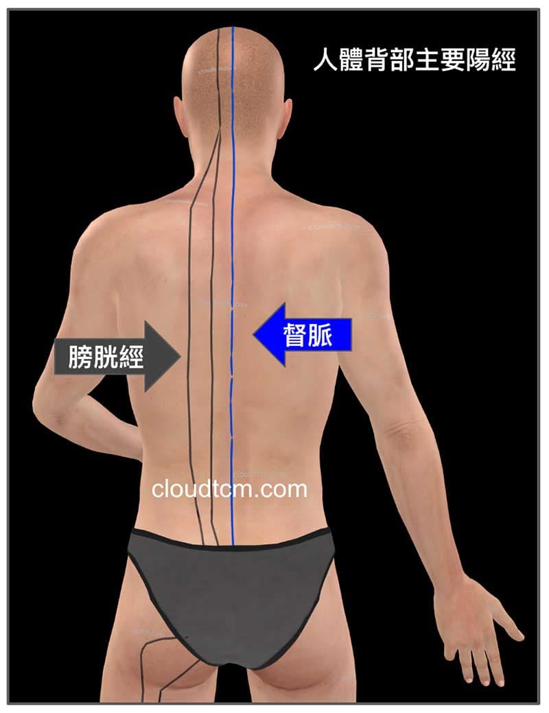 人體背部有督脈與膀胱經這兩條陽經