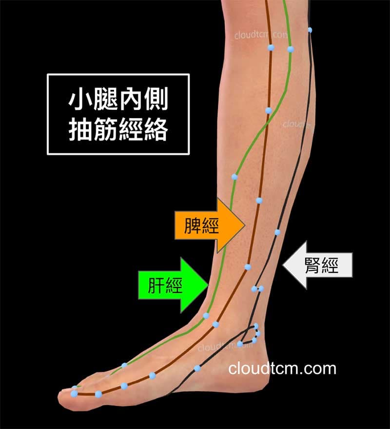 小腿內側抽筋，主要受到脾經、肝經與腎經影響