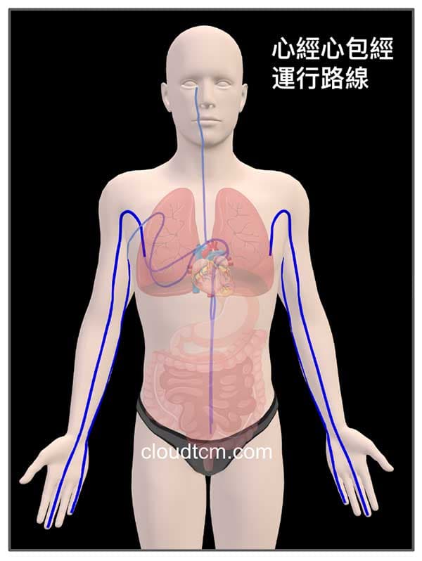 中醫的心臟包含一系列的臟象功能，透過經絡來聯繫