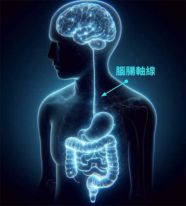 大腦與腸道之間有一個「腦腸軸」線
